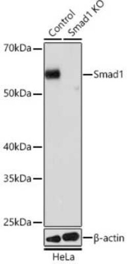 Smad1 Rabbit anti-Human, Mouse, Clone: 4W2M9, Novus Biologicals 20 &mu;g | Buy Online | Novus Biologicals | Fisher Scientific