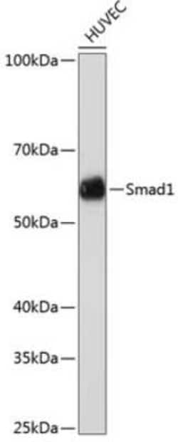Smad1 Rabbit anti-Human, Mouse, Clone: 4W2M9, Novus Biologicals 20 &mu;g | Buy Online | Novus Biologicals | Fisher Scientific