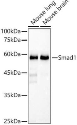 Smad1 Rabbit anti-Human, Mouse, Clone: 4W2M9, Novus Biologicals 20 &mu;g | Buy Online | Novus Biologicals | Fisher Scientific