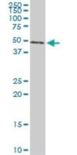 Smad1 Antibody (1B8), Novus Biologicals 0.1 mg | Buy Online | Novus Biologicals | Fisher Scientific