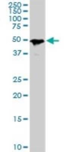 Smad1 Antibody (2A1), Novus Biologicals 100 &mu;g | Buy Online | Novus Biologicals | Fisher Scientific