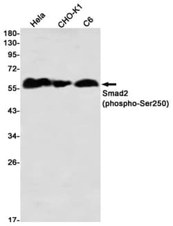 Smad2, p Ser250 Antibody (S02-0D1), Novus Biologicals 50 &mu;g; Unconjugated:Antibodies,