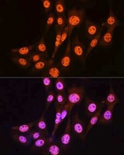 Smad3 Rabbit anti-Human, Mouse, Rat, Clone: 7L6K7, Novus Biologicals:Antibodies:Primary