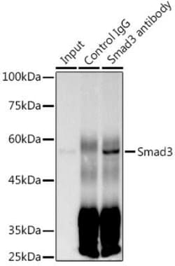 Smad3 Rabbit anti-Human, Mouse, Rat, Clone: 7L6K7, Novus Biologicals:Antibodies:Primary
