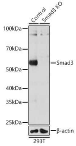 Smad3 Rabbit anti-Human, Mouse, Rat, Clone: 7L6K7, Novus Biologicals:Antibodies:Primary