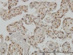 Smad3 Antibody (7F3), Novus Biologicals 0.1 mg | Buy Online | Novus Biologicals | Fisher Scientific