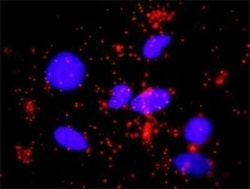 Smad3 Antibody (7F3), Novus Biologicals 0.1 mg | Buy Online | Novus Biologicals | Fisher Scientific