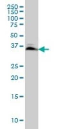 Smad3 Antibody (7F3), Novus Biologicals 0.1 mg | Buy Online | Novus Biologicals | Fisher Scientific
