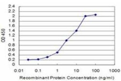 Novus Biologicals Smad5 Antibody (5E12), Novus Biologicals 0.1 mg | Buy Online | Novus Biologicals&trade; | Fisher Scientific