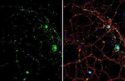 Smad7 Antibody, Novus Biologicals 100 &mu;g | Buy Online | Novus Biologicals | Fisher Scientific