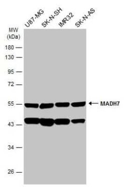 Smad7 Antibody, Novus Biologicals 100 &mu;g | Buy Online | Novus Biologicals | Fisher Scientific