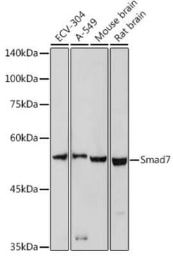 Smad7 Antibody - Azide and BSA Free, Novus Biologicals:Antibodies:Primary
