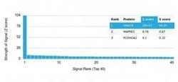 Smad9 Mouse anti-Human, Clone: PCRP-SMAD9-2F4, Novus Biologicals:Antibodies:Primary