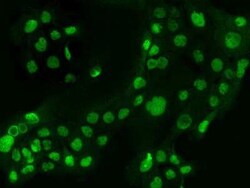 Smek1 Antibody, Novus Biologicals 100 &mu;g, Unconjugated:Antibodies