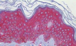 Smoothened Antibody, Novus Biologicals 50 &mu;g | Buy Online | Novus Biologicals | Fisher Scientific