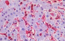 Smoothened Antibody, Novus Biologicals 50 &mu;g | Buy Online | Novus Biologicals | Fisher Scientific