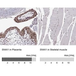 Snail Antibody (CL3700), Novus Biologicals 100&mu;L:Antibodies, Monoclonal