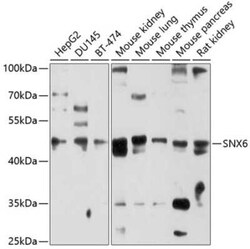 Snx6 Antibody - BSA Free, Novus Biologicals:Antibodies:Primary Antibodies