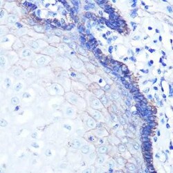 Sodium Potassium ATPase Alpha 1 Rabbit anti-Human, Mouse, Rat, Clone: 3L6F0,