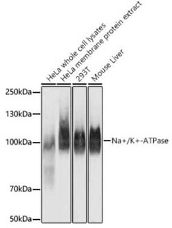 Sodium Potassium ATPase Alpha 1 Rabbit anti-Human, Mouse, Rat, Clone: 3L6F0,