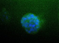 Sodium Potassium ATPase Alpha 1 Antibody (464.6) - Azide and BSA Free,