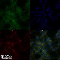 Sodium Potassium ATPase Alpha 1 Antibody (464.6) - Azide and BSA Free,