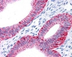 Sodium Potassium ATPase Alpha 1 Antibody (464.6) - Azide and BSA Free,