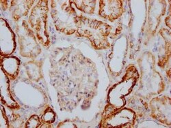 Sodium Potassium ATPase Alpha 1 Antibody (4C3), Novus Biologicals 100 &mu;g | Buy Online | Novus Biologicals | Fisher Scientific