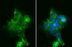 Sodium Potassium ATPase Alpha 1 Antibody (HL114), Novus Biologicals 100 &mu;g | Buy Online | Novus Biologicals | Fisher Scientific