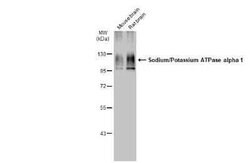 Sodium Potassium ATPase Alpha 1 Antibody (HL114), Novus Biologicals 100 &mu;g | Buy Online | Novus Biologicals | Fisher Scientific
