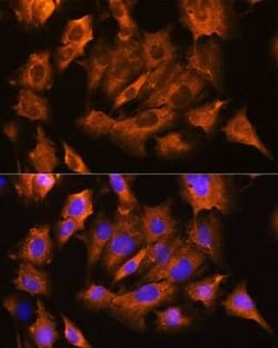 Sodium Potassium ATPase Beta 1 Antibody - Azide and BSA Free, Novus Biologicals