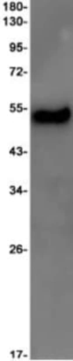 Sodium Potassium ATPase Beta 1 Antibody (S02-8B6), Novus Biologicals 100