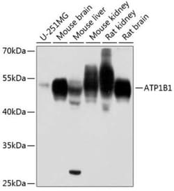 Sodium Potassium ATPase Beta 1 Antibody - Azide and BSA Free, Novus Biologicals