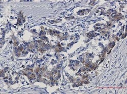 Sortilin Rabbit anti-Human, Mouse, Rat, Clone: S02-6B4, Novus Biologicals