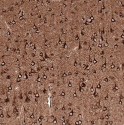 Sortilin Antibody (CL6526), Novus Biologicals 100 &mu;L | Buy Online | Novus Biologicals | Fisher Scientific