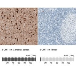 Sortilin Antibody (CL6528), Novus Biologicals Sortilin Antibody; Unconjugated;