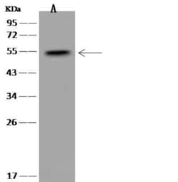 Sorting Nexin 31 Antibody, Novus Biologicals:Antibodies:Primary Antibodies