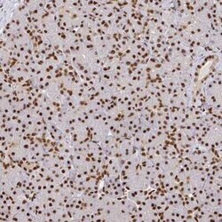 Sp3 Antibody, Novus Biologicals 25ul; Unconjugated:Antibodies, Polyclonal