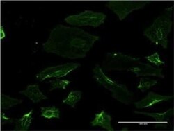 Spastin Antibody (2F5), Novus Biologicals 0.1 mg | Buy Online | Novus Biologicals | Fisher Scientific