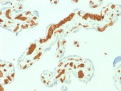 Spectrin alpha 1 Antibody (SPTA1/1832) - Azide and BSA Free, Novus Biologicals