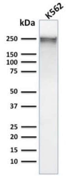 Spectrin alpha 1 Antibody (SPTA1/1832) - Azide and BSA Free, Novus Biologicals