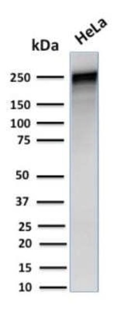 Spectrin alpha 1 Antibody (SPTA1/1832) - Azide and BSA Free, Novus Biologicals