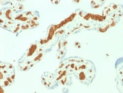 Spectrin alpha 1, Mouse anti-Human, Clone: SPTA1/1832, Novus Biologicals:Antibodies:Primary