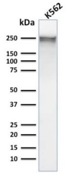 Spectrin alpha 1, Mouse anti-Human, Clone: SPTA1/1832, Novus Biologicals:Antibodies:Primary