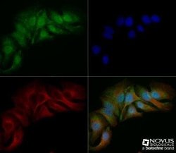 Spectrin beta 3 Antibody (1287A) - Azide and BSA Free, Novus Biologicals