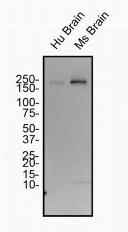 Spectrin beta 3 Antibody (1287A) - Azide and BSA Free, Novus Biologicals