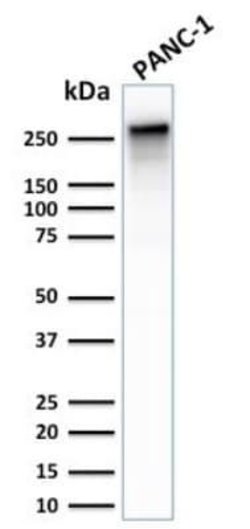 Spectrin beta 3 Rabbit anti-Human, Clone: SPTBN2/2887R, Novus Biologicals:Antibodies:Primary