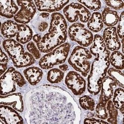 Spectrin beta 3 Antibody, Novus Biologicals 25 &mu;L, Unconjugated:Antibodies,