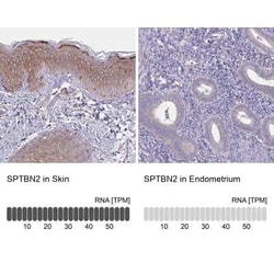 Spectrin beta 3 Antibody, Novus Biologicals 25 &mu;L, Unconjugated:Antibodies,