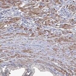 Spermine synthase Antibody, Novus Biologicals:Antibodies:Primary Antibodies
